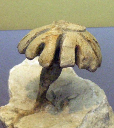 Coeloptychium lobatum