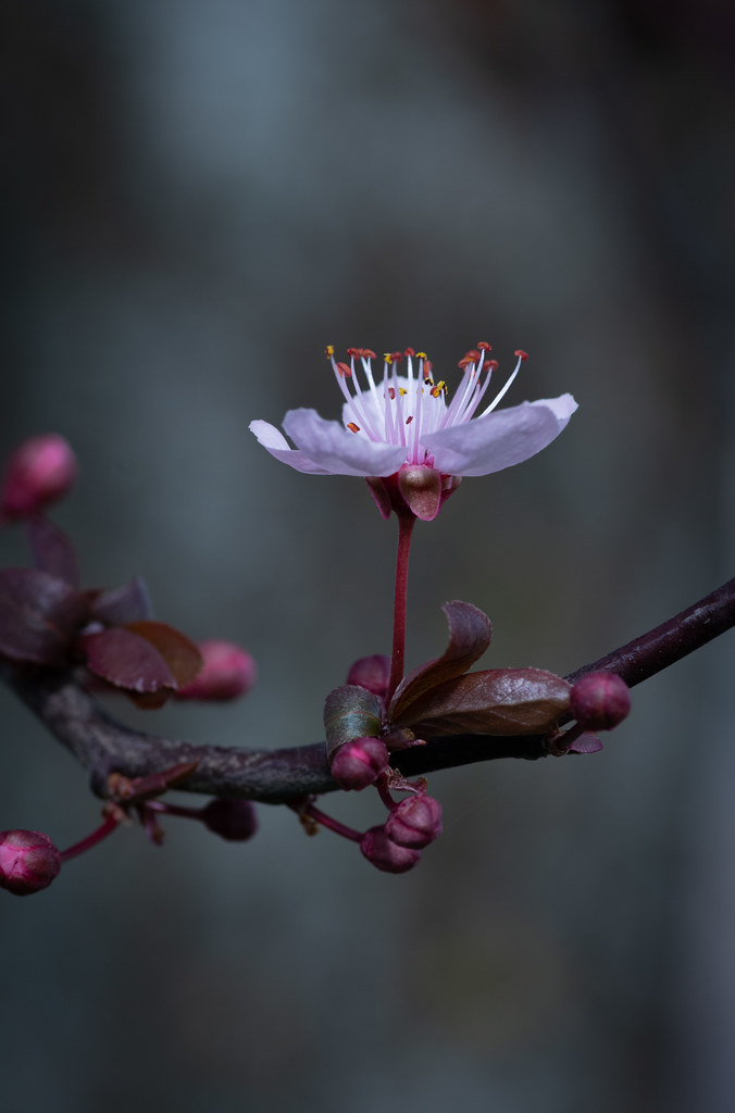 Lonely cherry blossom