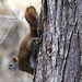 Flickr photo 'Get Down with the Red Squirrel at Ashland Nature Center' by: Phil's 1stPix.