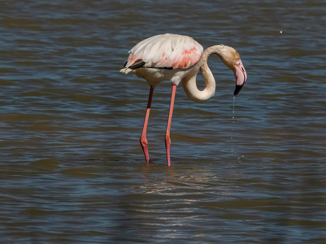 Flamingo (Phoenicopterus roseus)-350_0396-bewerkt