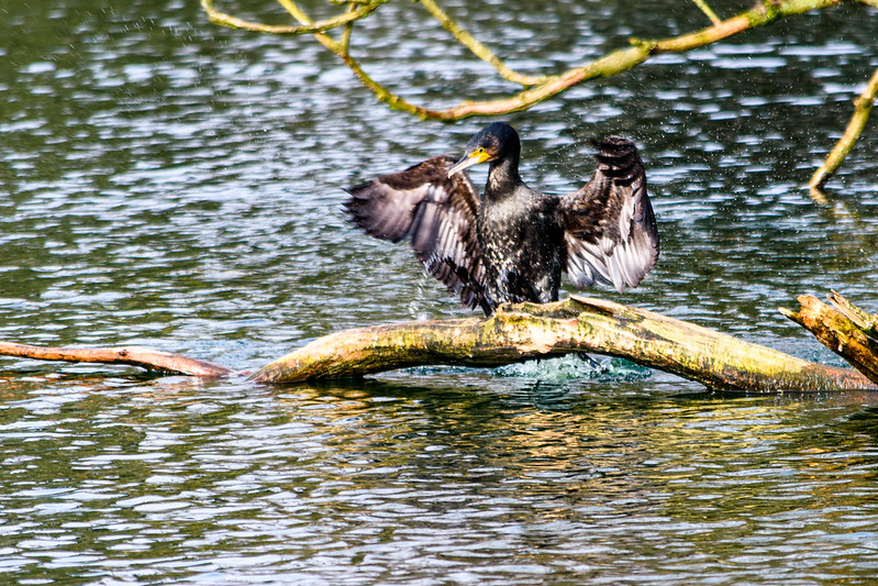 West Park young cormorant: drying off