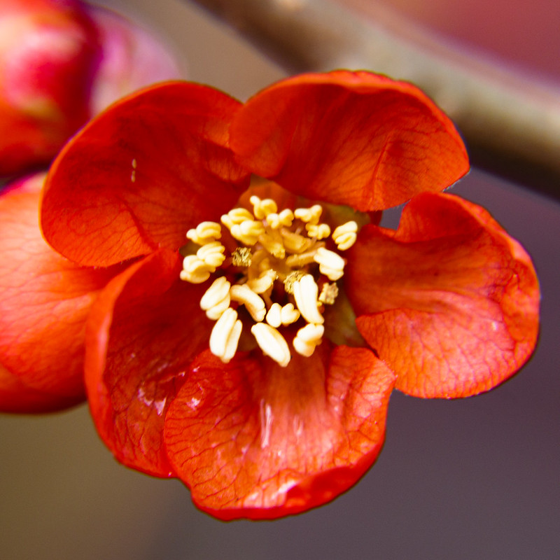 Japanese quince buds and flowers, macro