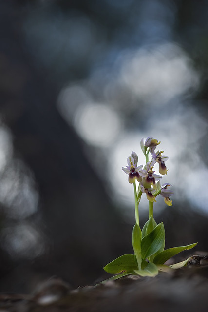 Ophrys tenthredinifera (Macropaisajes)