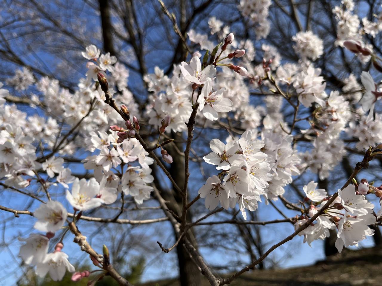 【寄居】鉢形城公園 満開の桜