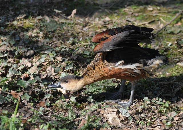 Dendrocygna bicolor - Fulvous Whistling-Duck - Dendrocygne fauve - 17/03/22