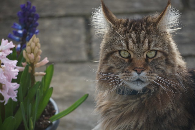 Mr Maine Coon and the pot of hyacinths....explored