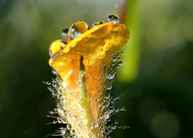 Tiny yellow flower many drops