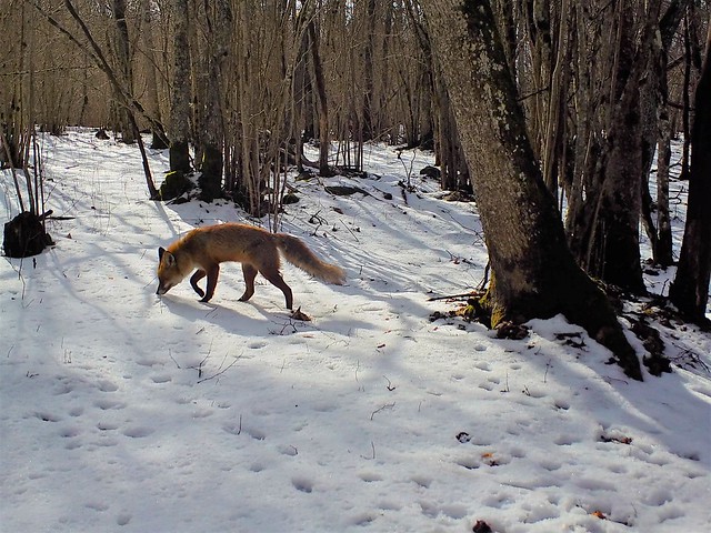 Red fox / Rebane