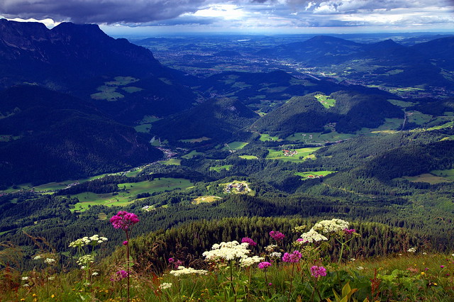 Alpine wildflowers and mountains to the horizon