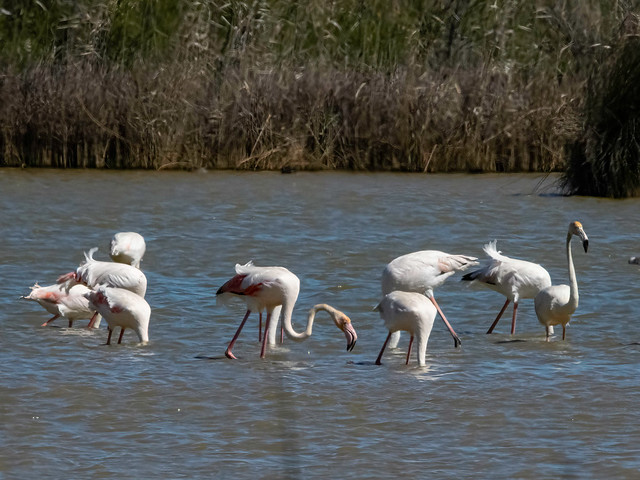 Flamingo (Phoenicopterus roseus)-350_0390-bewerkt