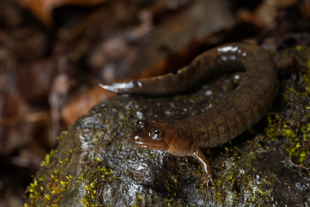 Kanawha Black-bellied Salamander (Desmognathus kanawha)