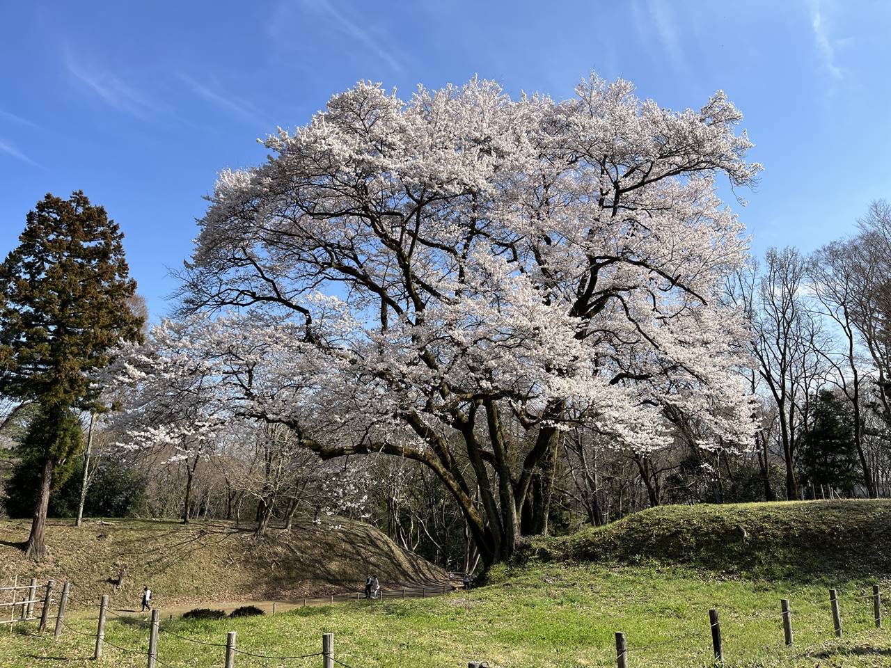【寄居】鉢形城公園 満開のエドヒガン（氏邦桜）