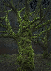 Old tree...Scotland.