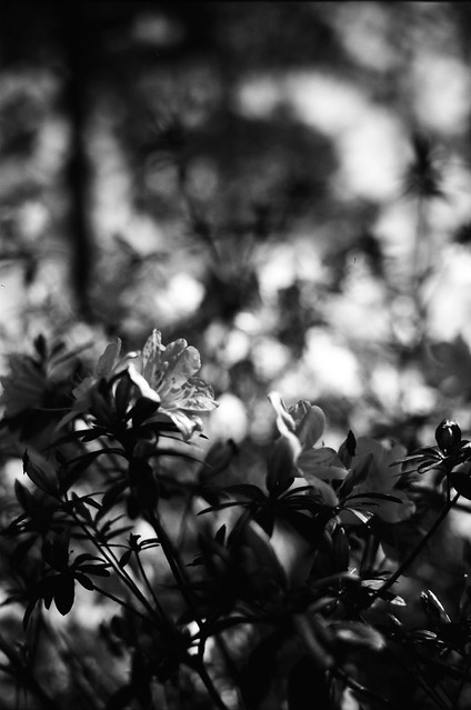 Spring, in Black and White