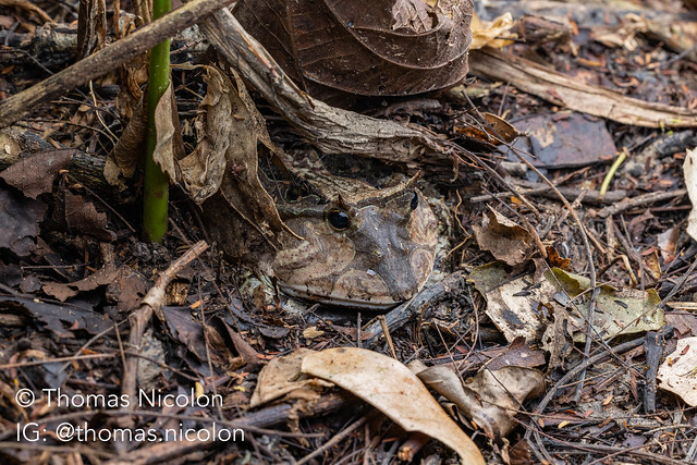 Amazonian Horned Frog (Ceratophrys cornuta), PERU