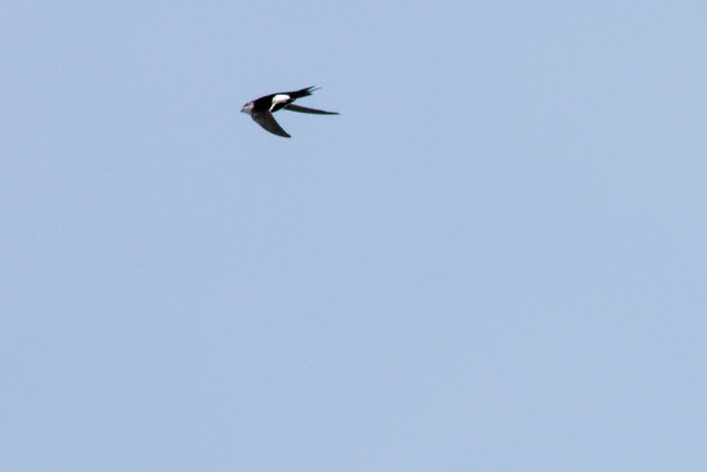White-fronted Swift (cypseloides stoleri)