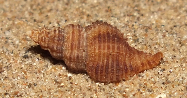Rock snail (Murexsul mariae)