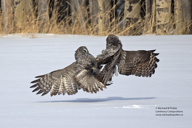 Great Gray Owl two interacting 4 of 11