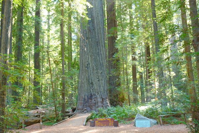 /|\ Founders Grove ~ Humboldt Redwoods S.P. /|\