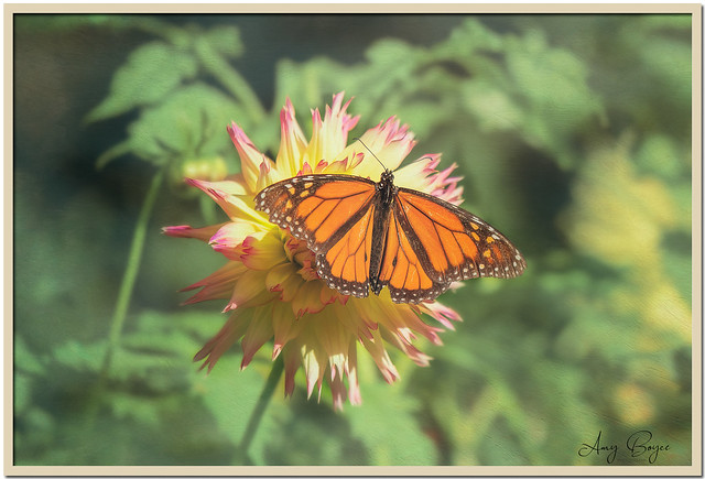 Monarch Butterfly -textured