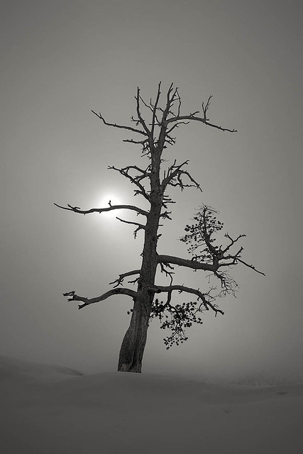 Lone tree (7468)