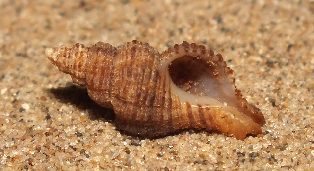 Rock snail (Murexsul mariae) under side