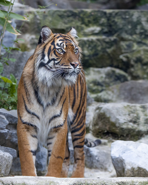 Sumatran Tigress -  Zoo Maubeuge