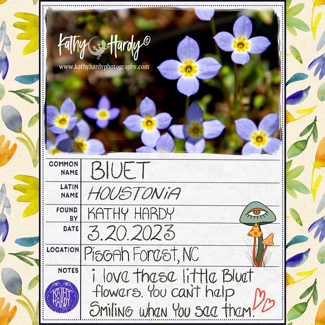 Bluet Flowers (Houstonia)