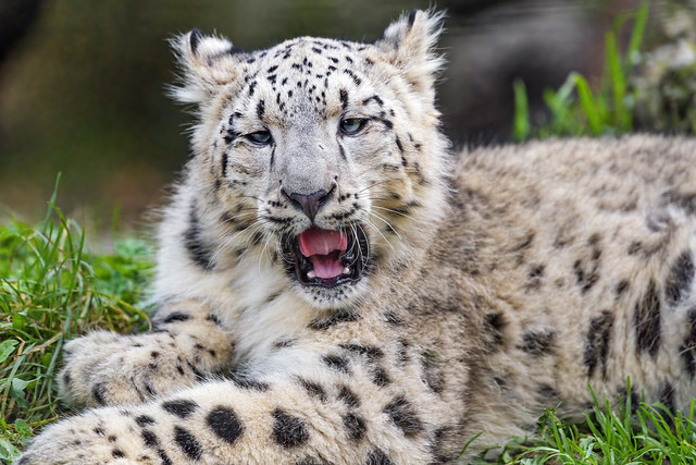 Snow leopard cub looking a bit funny