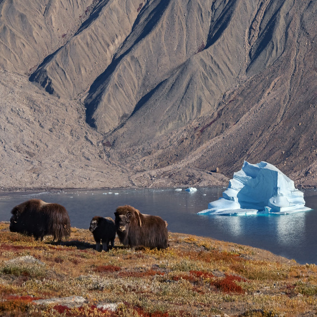 Life in Greenland