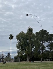 First kite sighting of the year
