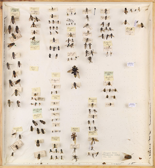 C.G. Thomson, Diptera 3