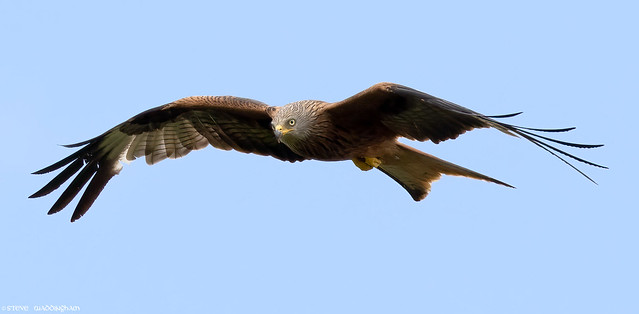 Red Kite on the prowl