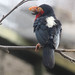 Furchenschnabel-Bartvogel (Pogonornis dubius)