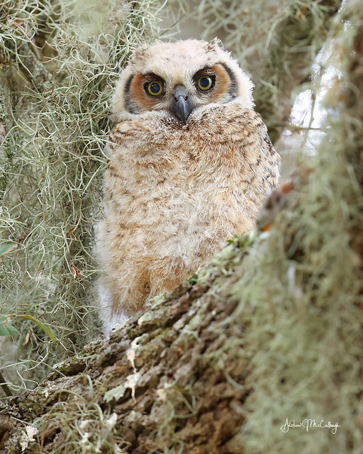 Great-horned Owlet