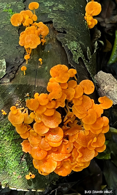 Favolaschia calocera - Orange Pore Fungus