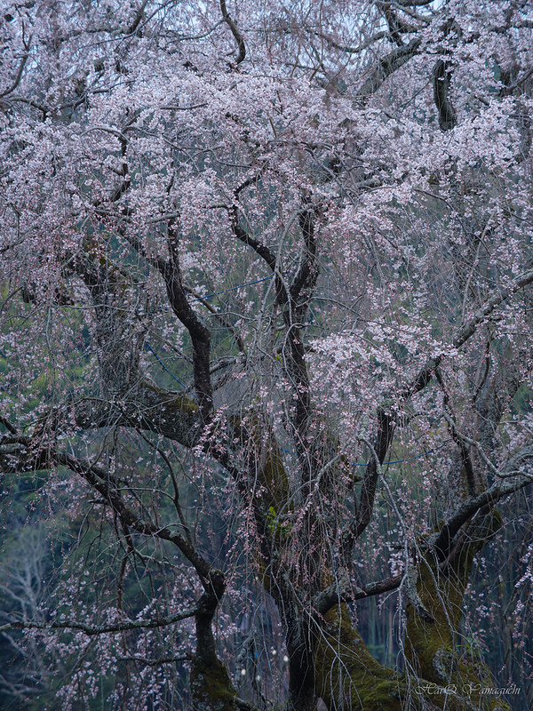 Beginning of cherry blossom season 2023