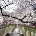 #CherryBlossoms update from Tokyo! In Ueno, Asakusa, and #Nakameguro (where these photos were taken), the blossoms are well underway but still a little away from their peak. In Yokohama, Somei-Yoshino flowers are just starting to bloom in some areas and p