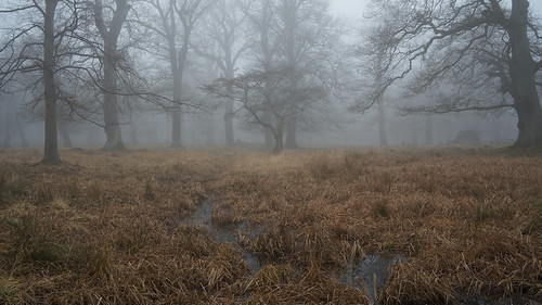 Singular tree in morning fog (In Explore March 29, 2023) by KlausGadeberg, Fog lies heavily in a small clearing among some beech and oak trees in Jægerborg Dyrehave, north of