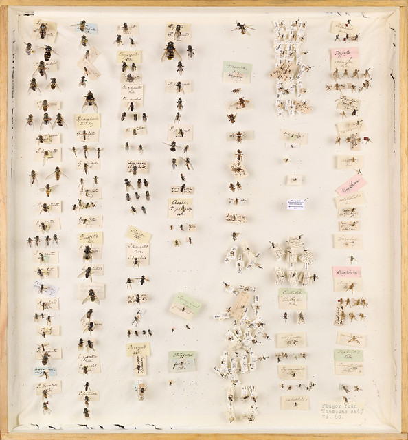 C.G. Thomson, Diptera 2