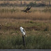 Swanp Harrier, White-bellied Sea-eagle: So, You're Feeling Lucky, Punk!