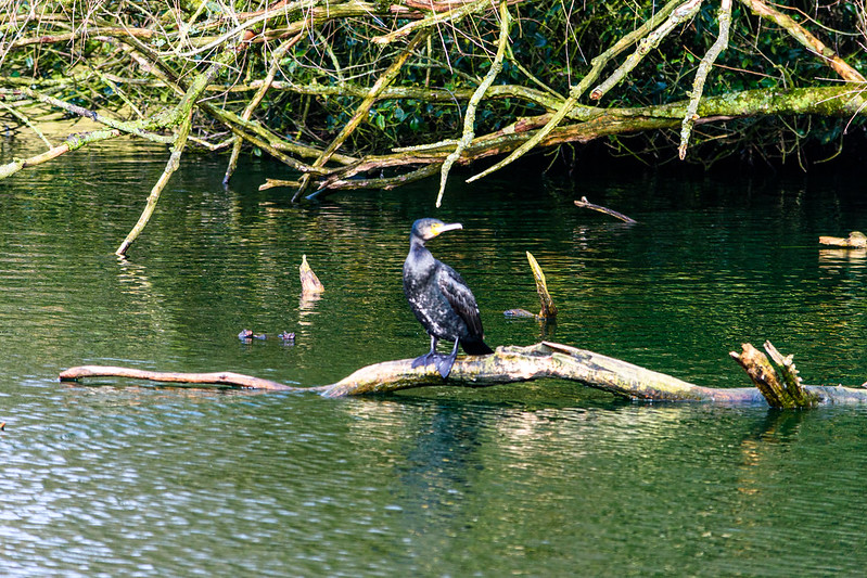 West Park young cormorant: another try