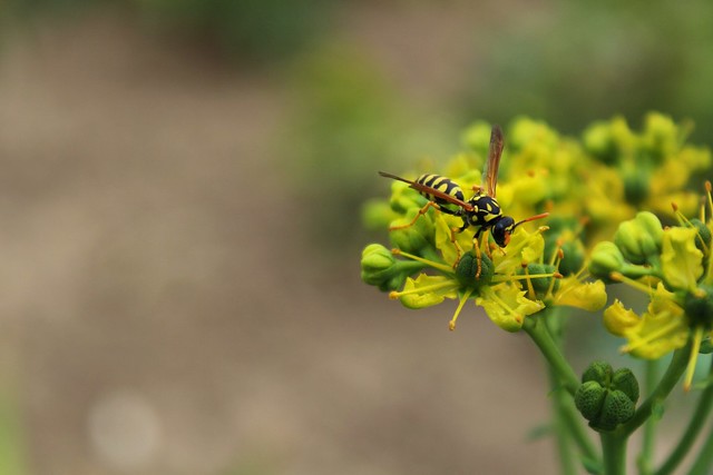 A little wasp on a yellow flower - August 2015
