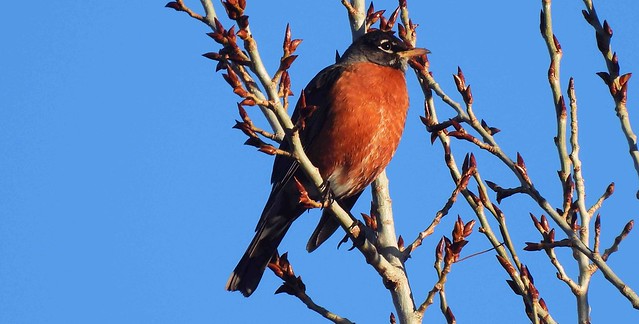 American Robin In Poplar Grove