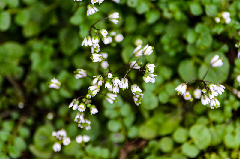 Tiny white flowers: common whitlowgrass