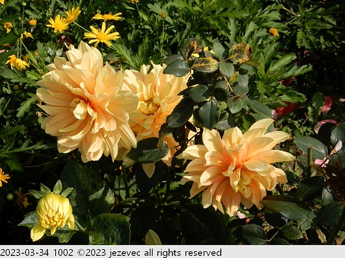 2023-03-34 1002 Flowers - 2023 Taipei Rose Festival | by Jezevec40 (formerly Badger 23)