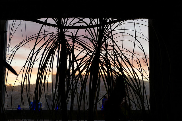sunset seen through the pony tail palm in the front room