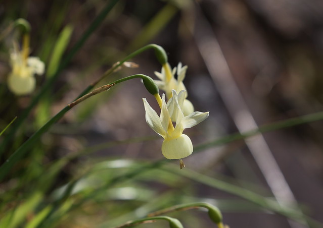 Orkide-narcis (Angels tears / Medicago disciformis)