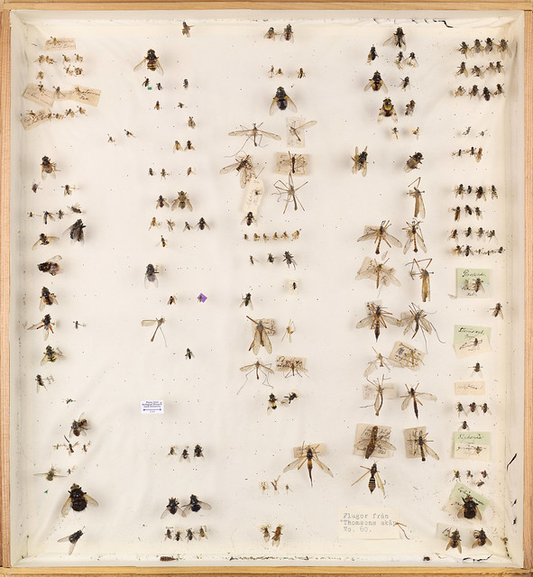 C.G. Thomson, Diptera 4
