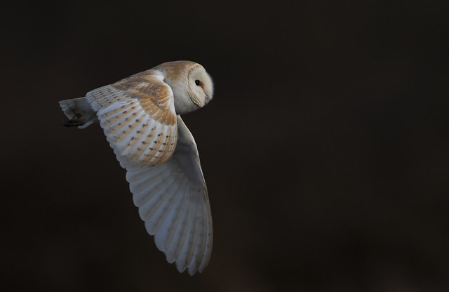Barn Owl out of the shadow